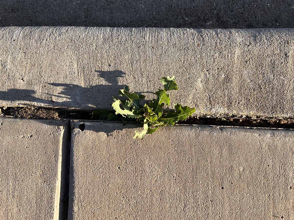 The Strength of Life